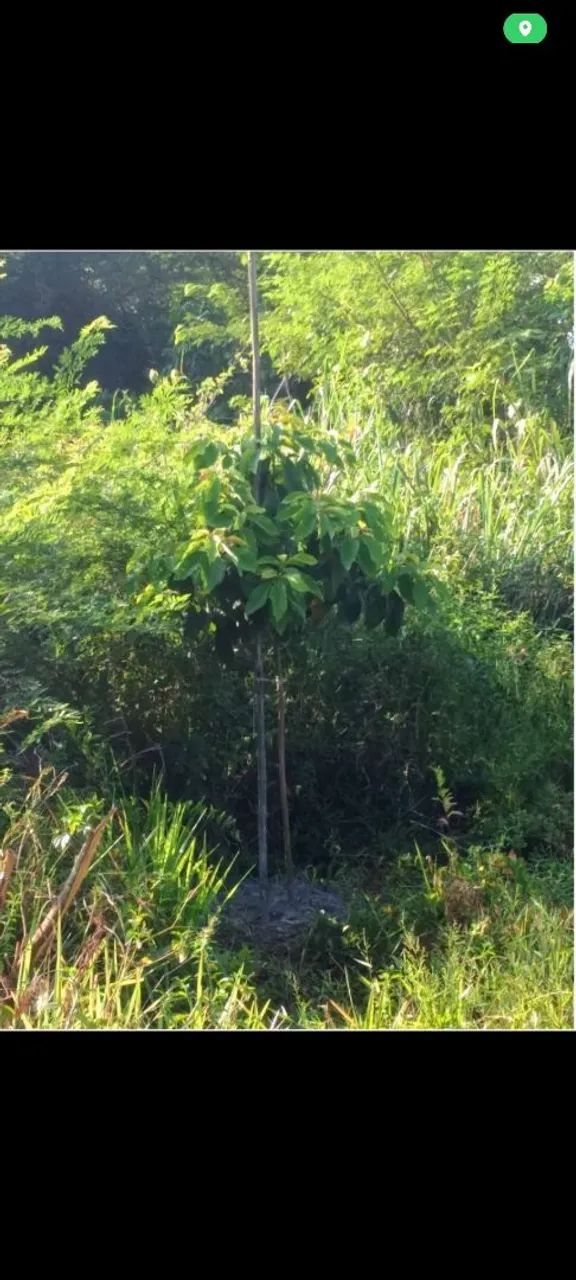 Terreno com 2.250 metros quadrados  - Foto 4