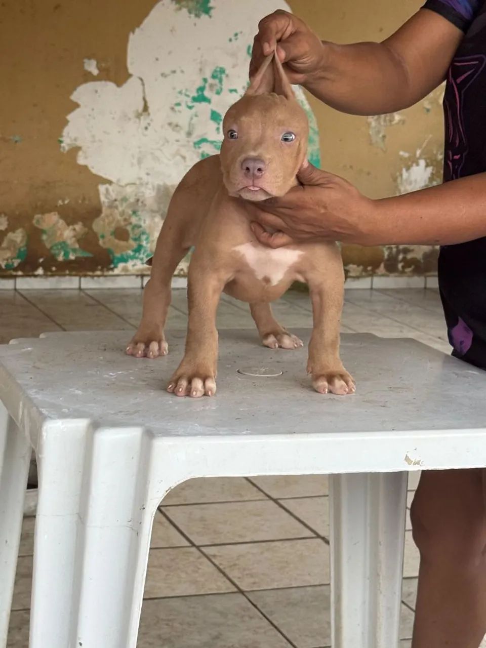Filhote macho pitmonster com pedigree  - Foto 3