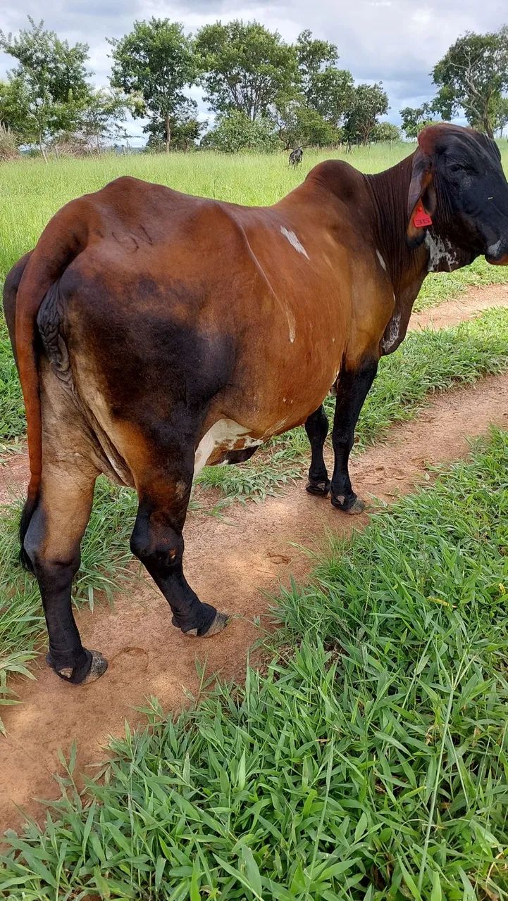 VENDE-SE VACA GIROLANDO ? - Foto 5