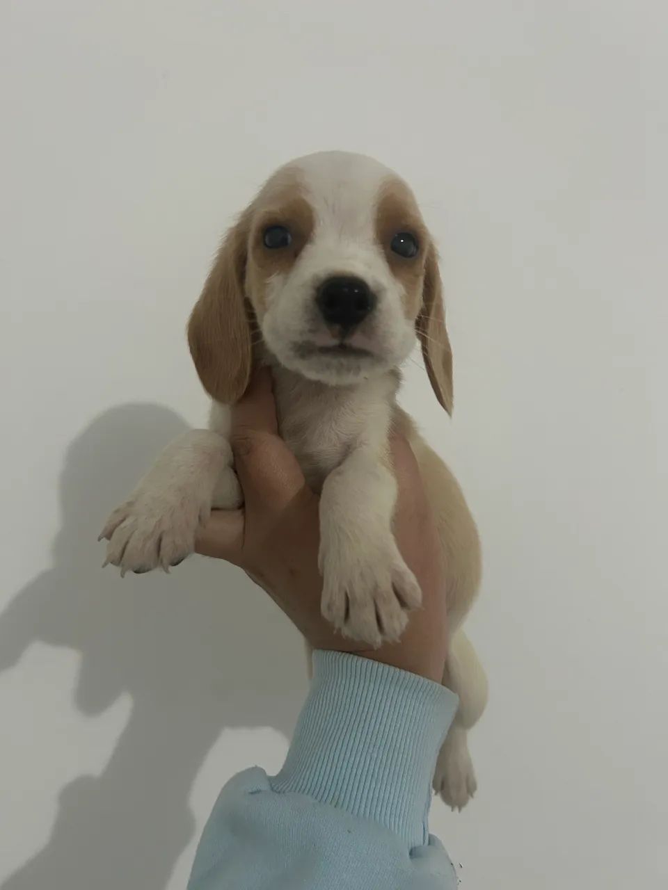 Beagle mini traga amor para sua vida
