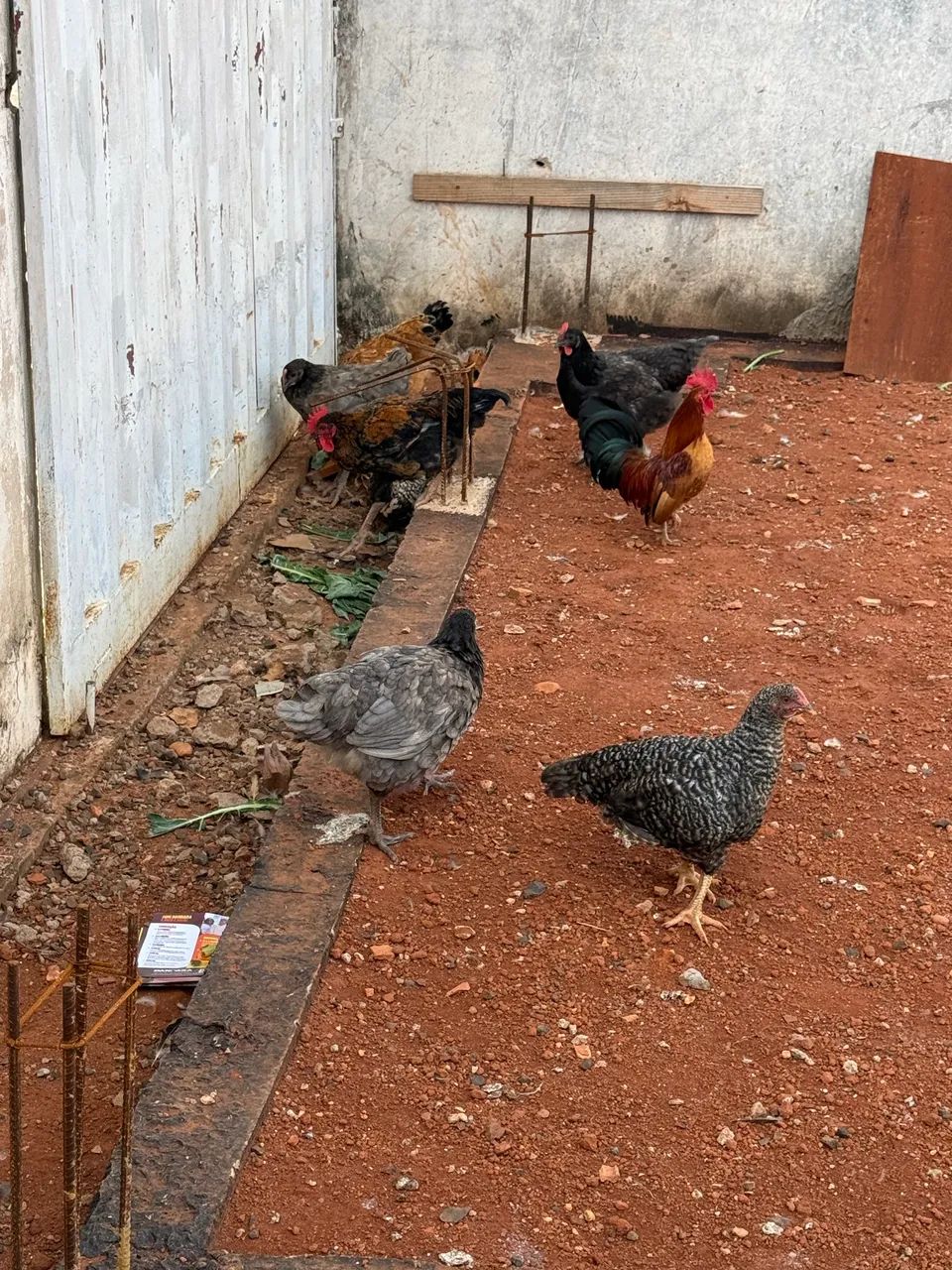 Galinha caipira e postura 