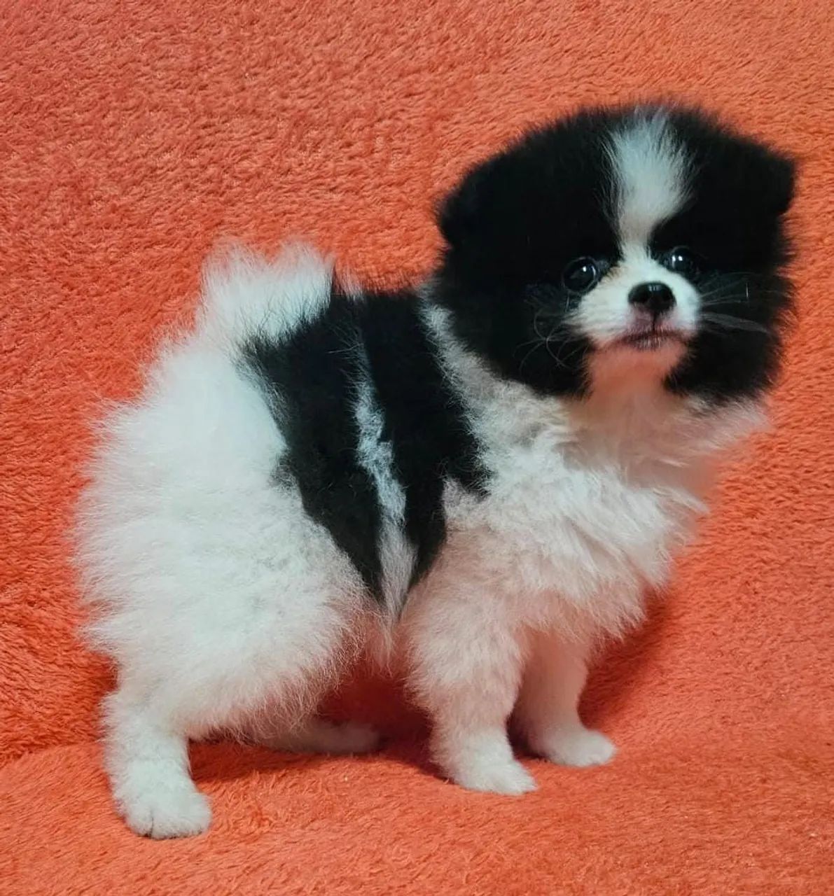 Spitz Alemão anão com 2 vacinas importada  - Foto 3