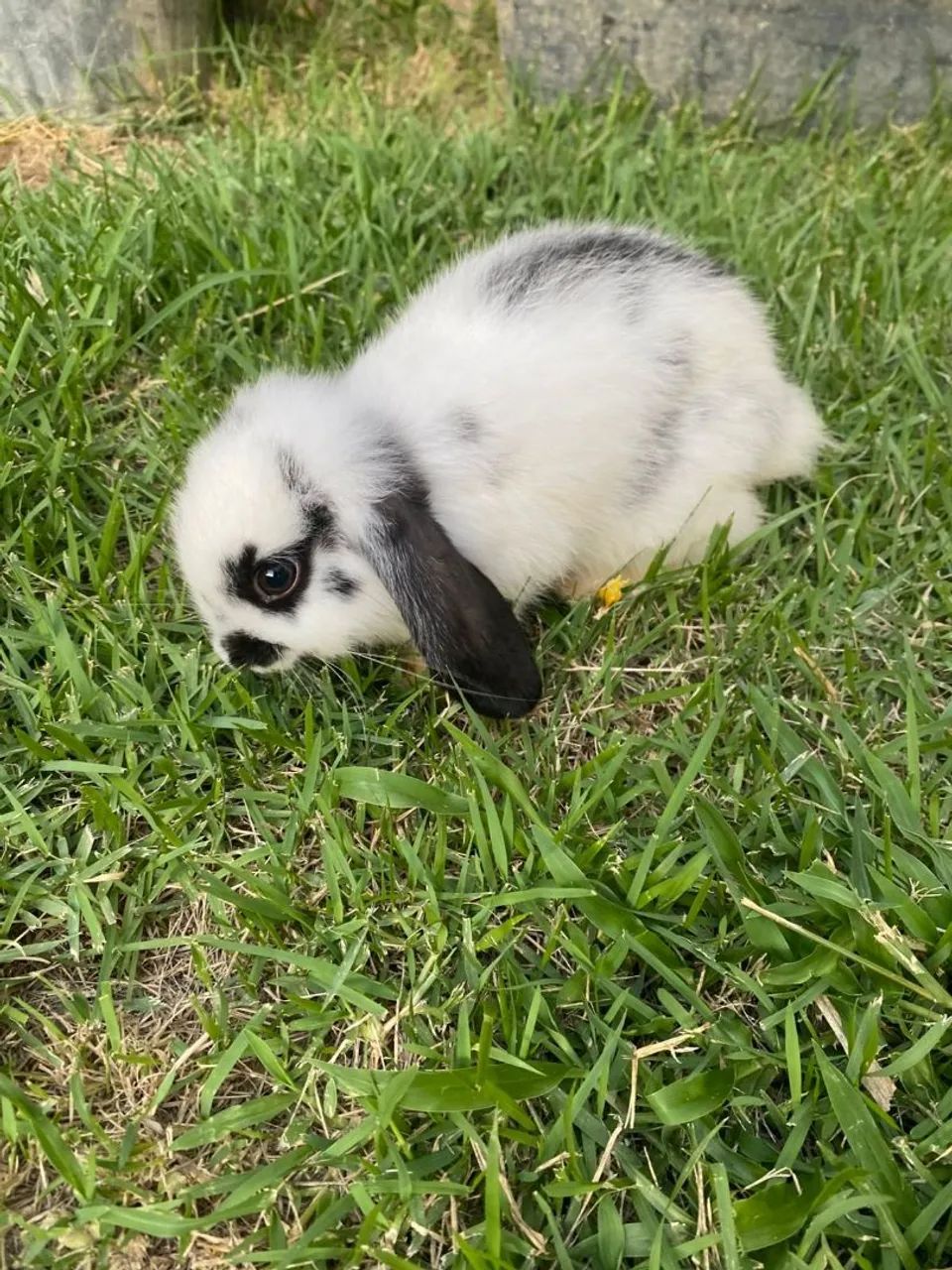 Rabbit kitten65203907931395120