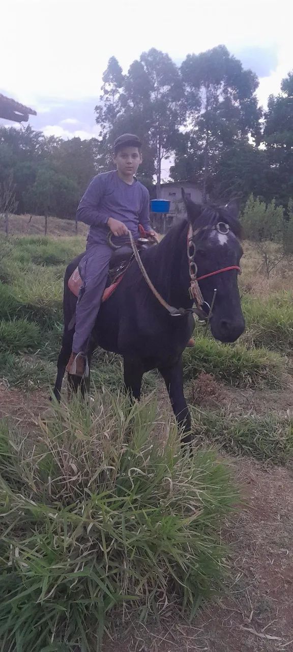 Cavalo manso - Foto 3