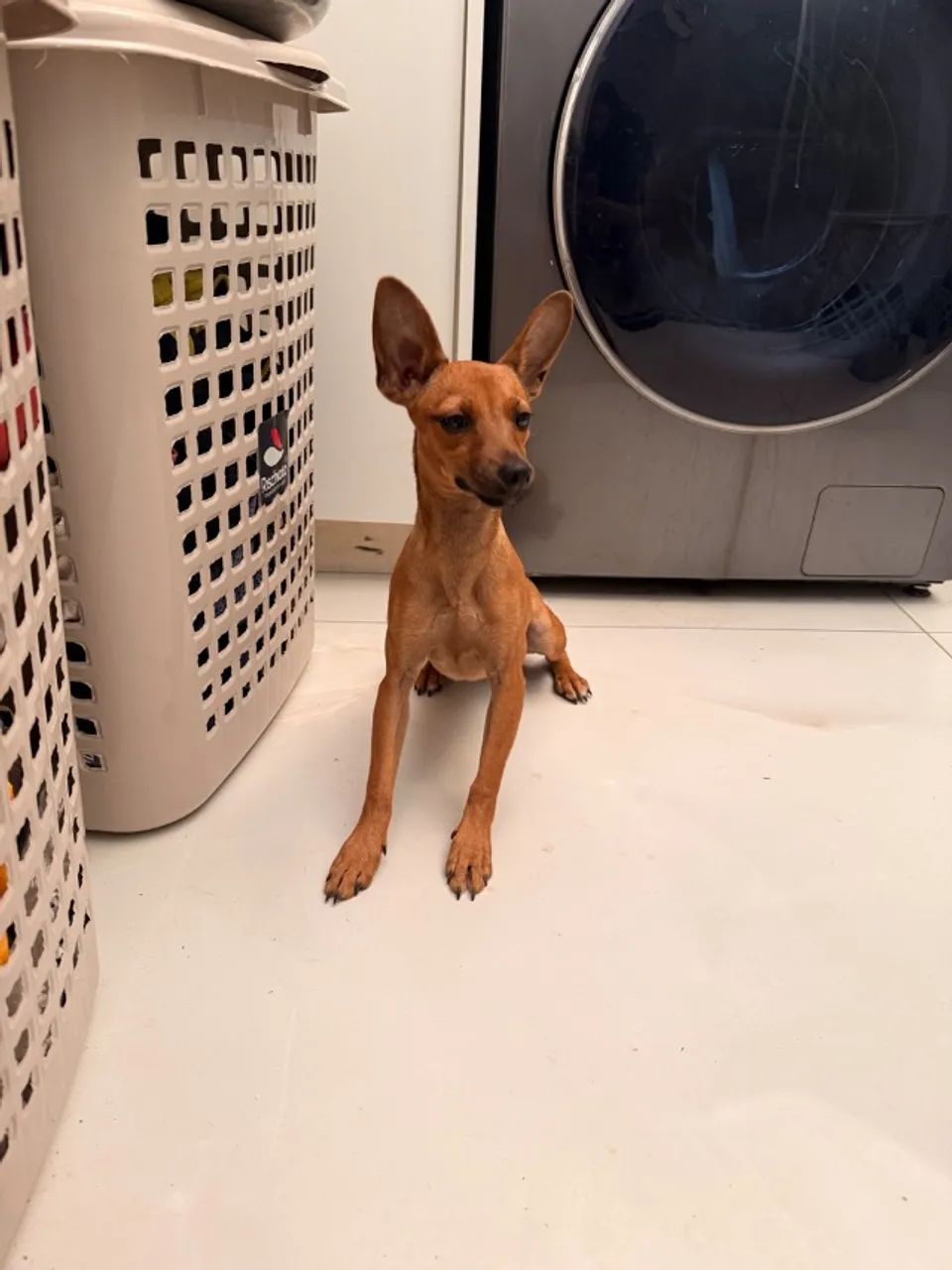 Pincher adoçao