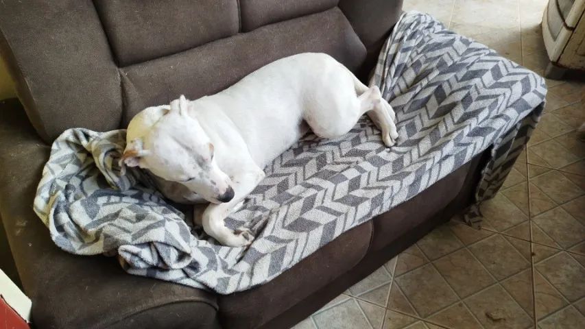 Doação de cachorro  - Foto 5