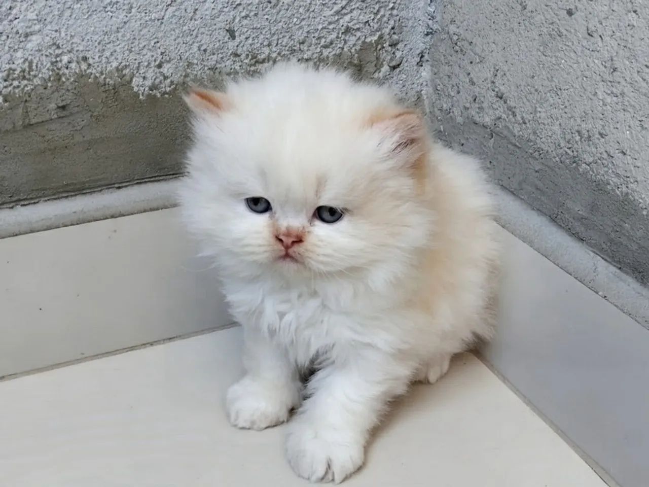 Gato persa  - Foto 5