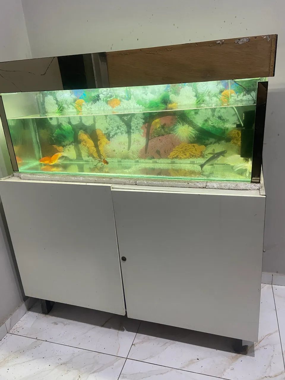 Aquario  - Foto 2