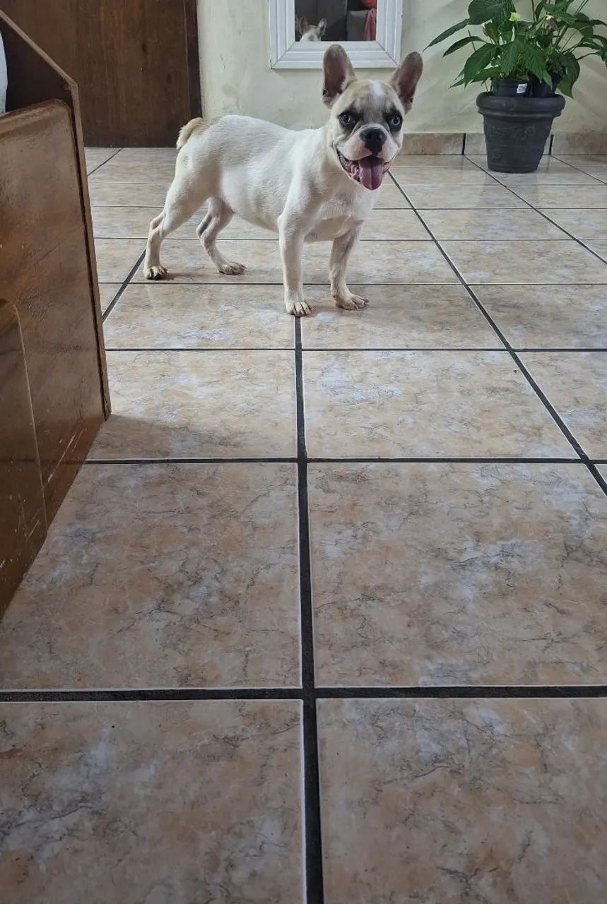 Bulldog francês macho 