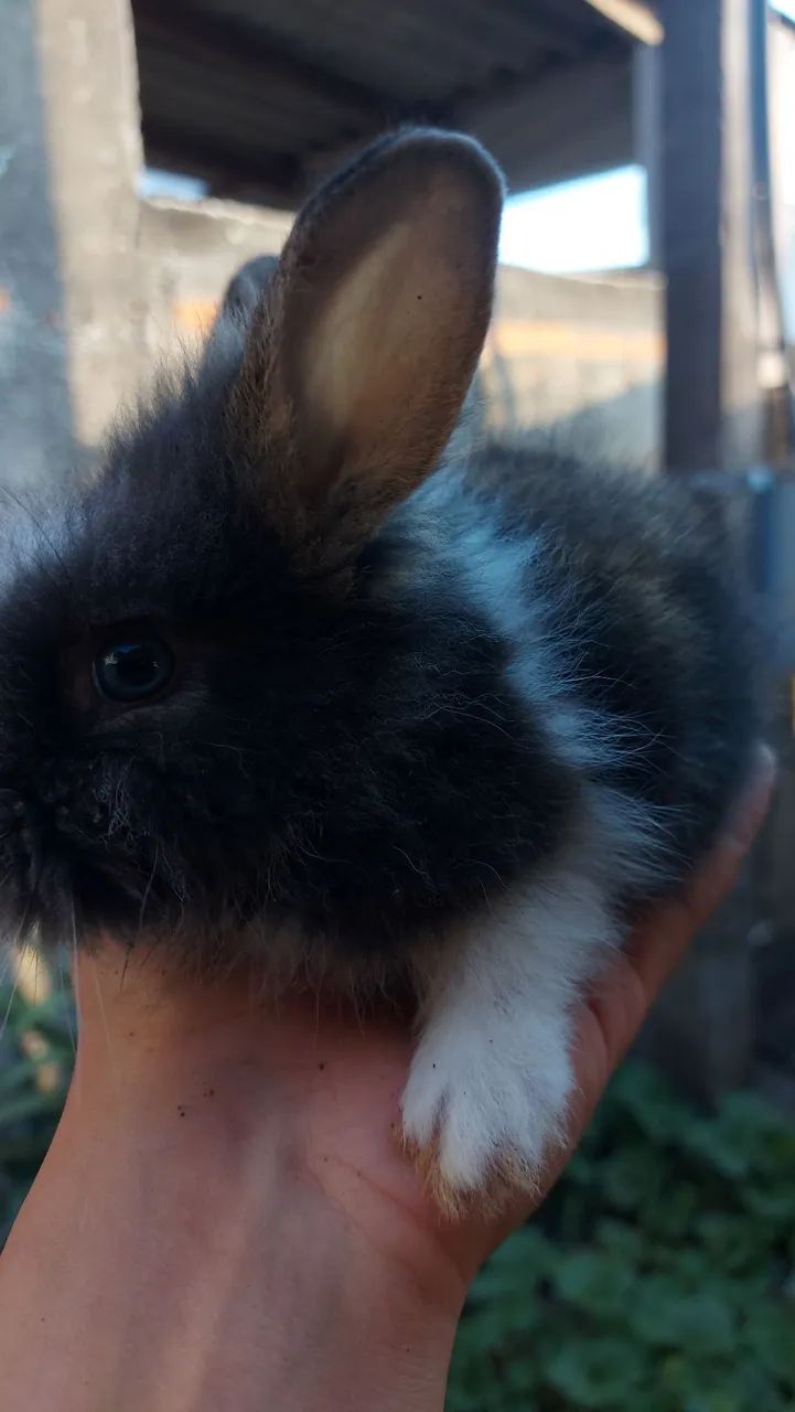 Filhotes Mini Lionhead em Curitiba preço especial por tempo limitado - Foto 4