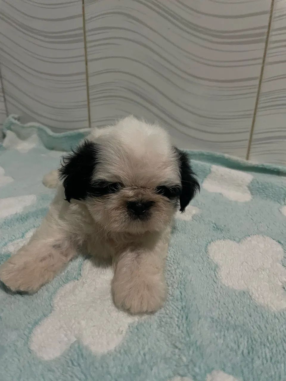 Shih tzu macho  - Foto 3