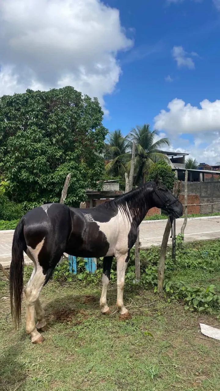 Cavalo mangalarga  - Foto 2