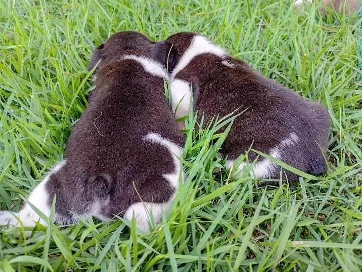 Buldogue francês  - Foto 4
