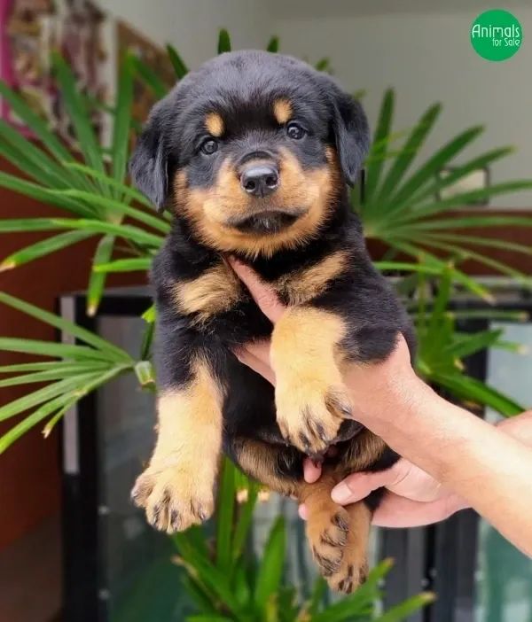 Rottweiler 