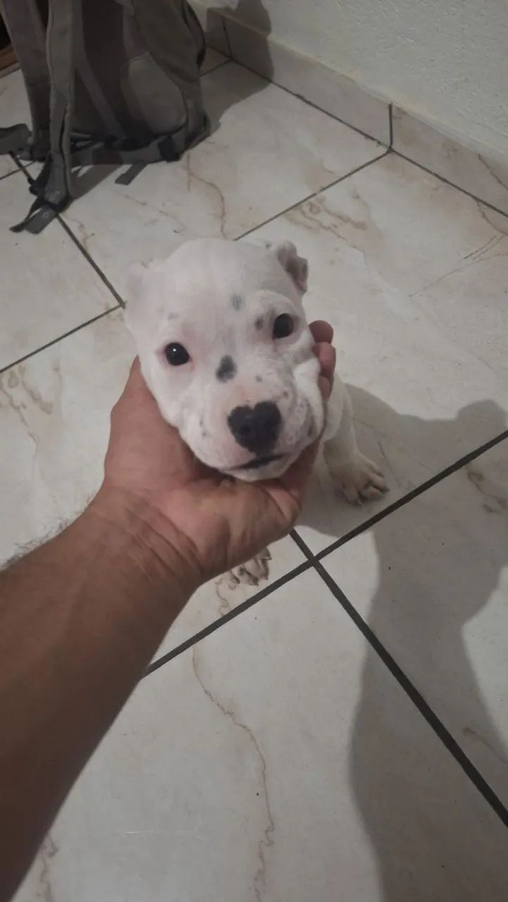Pitbull  - Foto 2