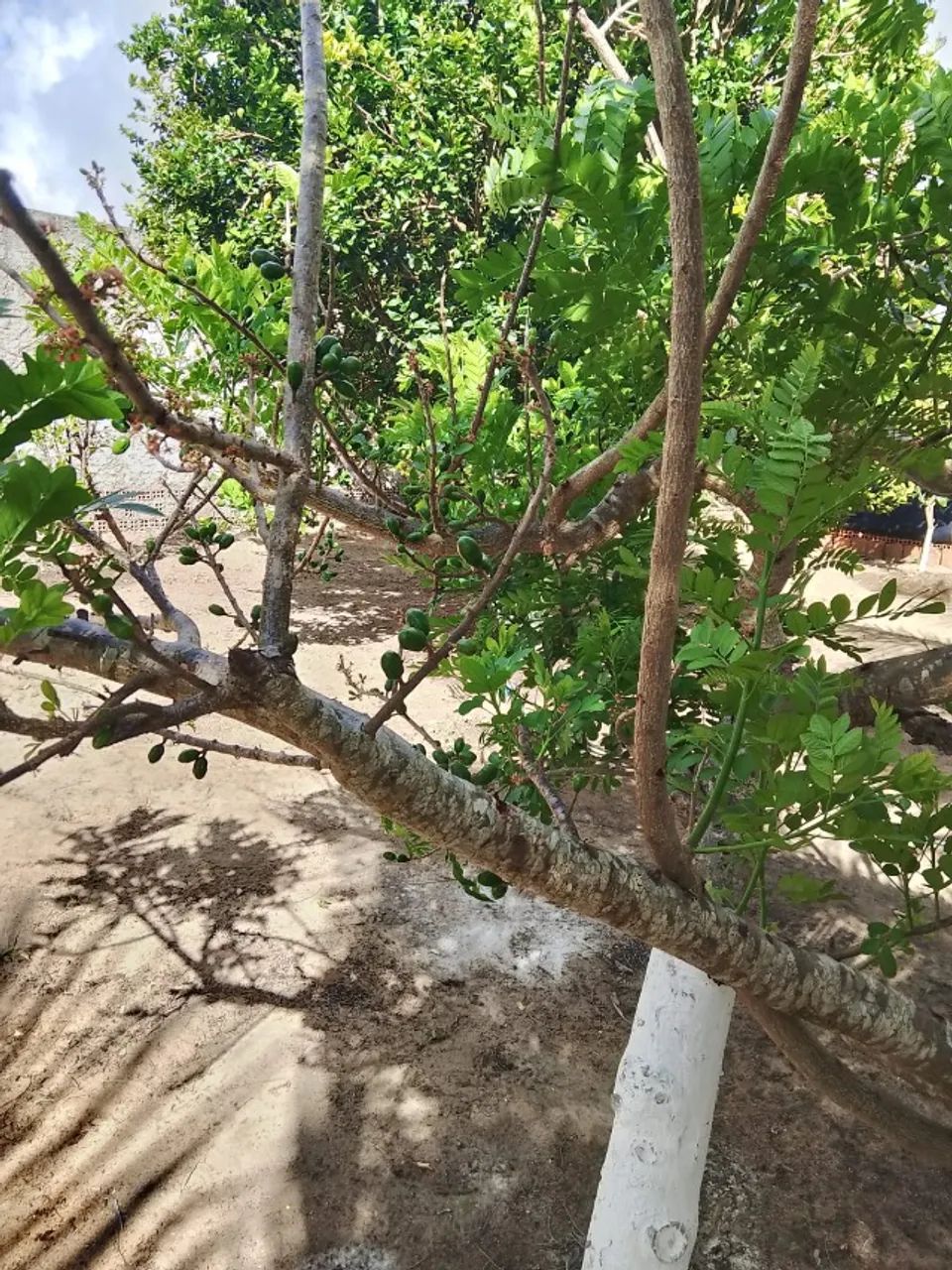 Chácara Bela Vista - Foto 5