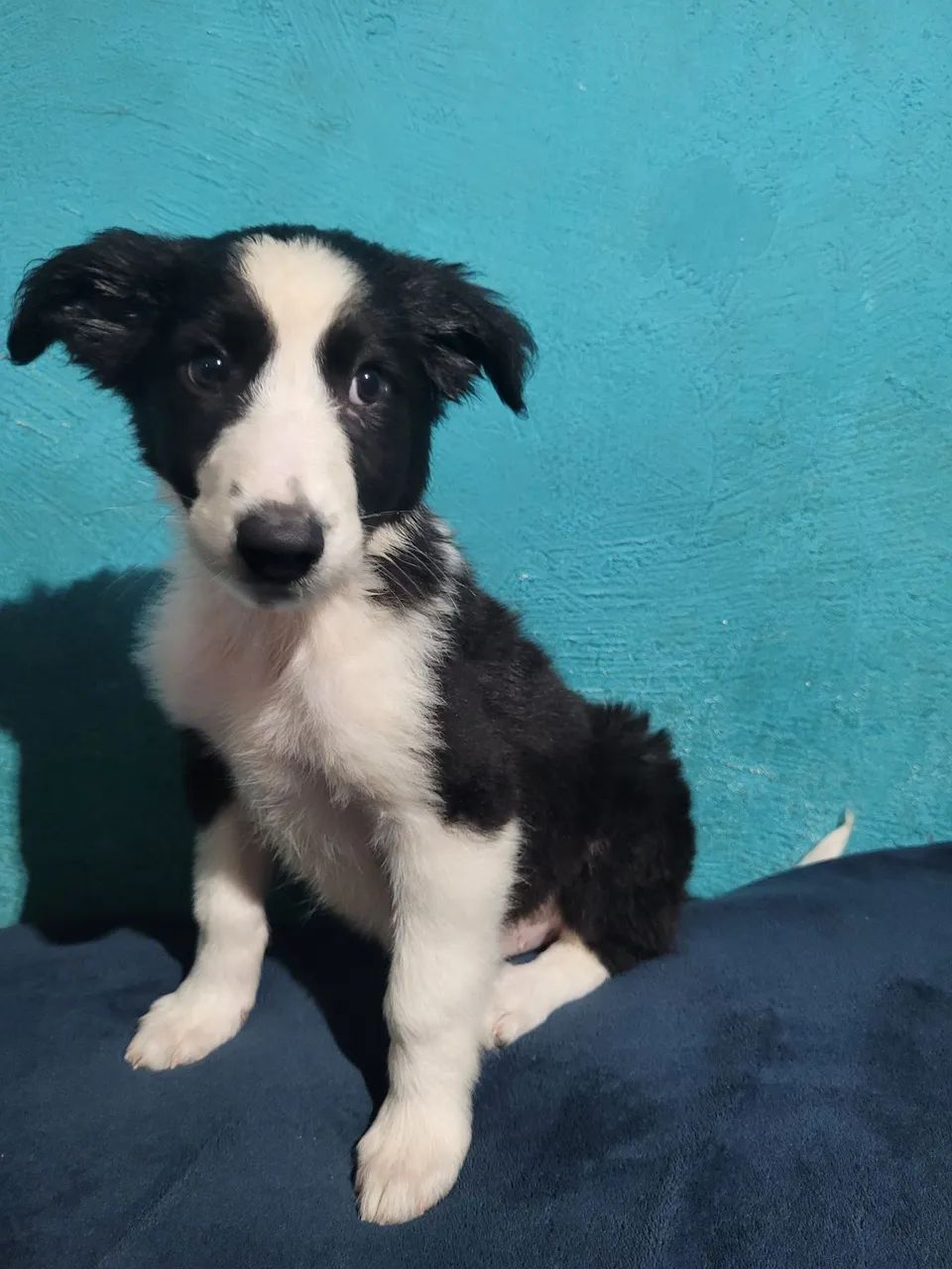 Border collie  - Foto 4