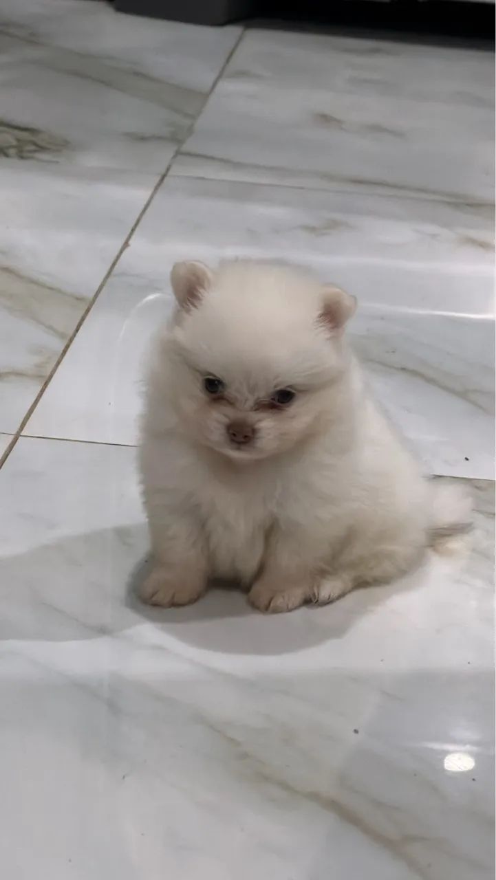 Spitz Alemão  - Foto 4
