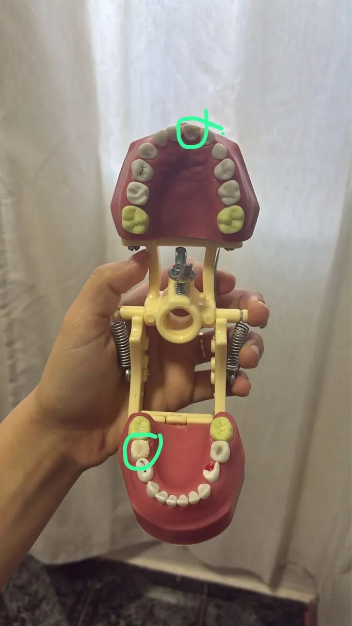 Manequins odontológicos  - Foto 5