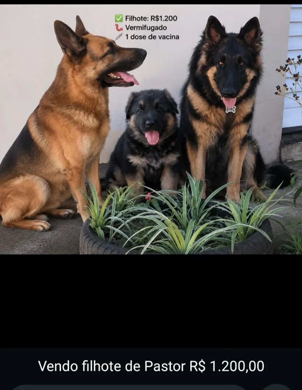 Animais  - Foto 2
