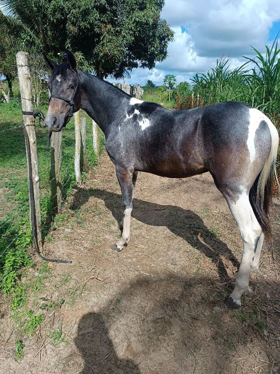 Potro MM de Picado  - Foto 2