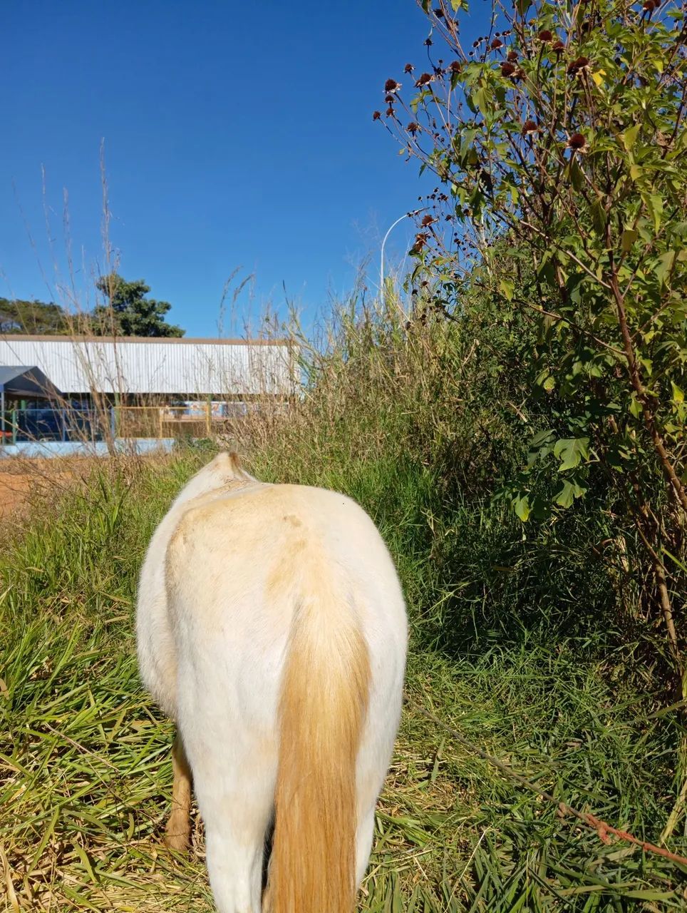 cavalo forte e saudável  - Foto 4