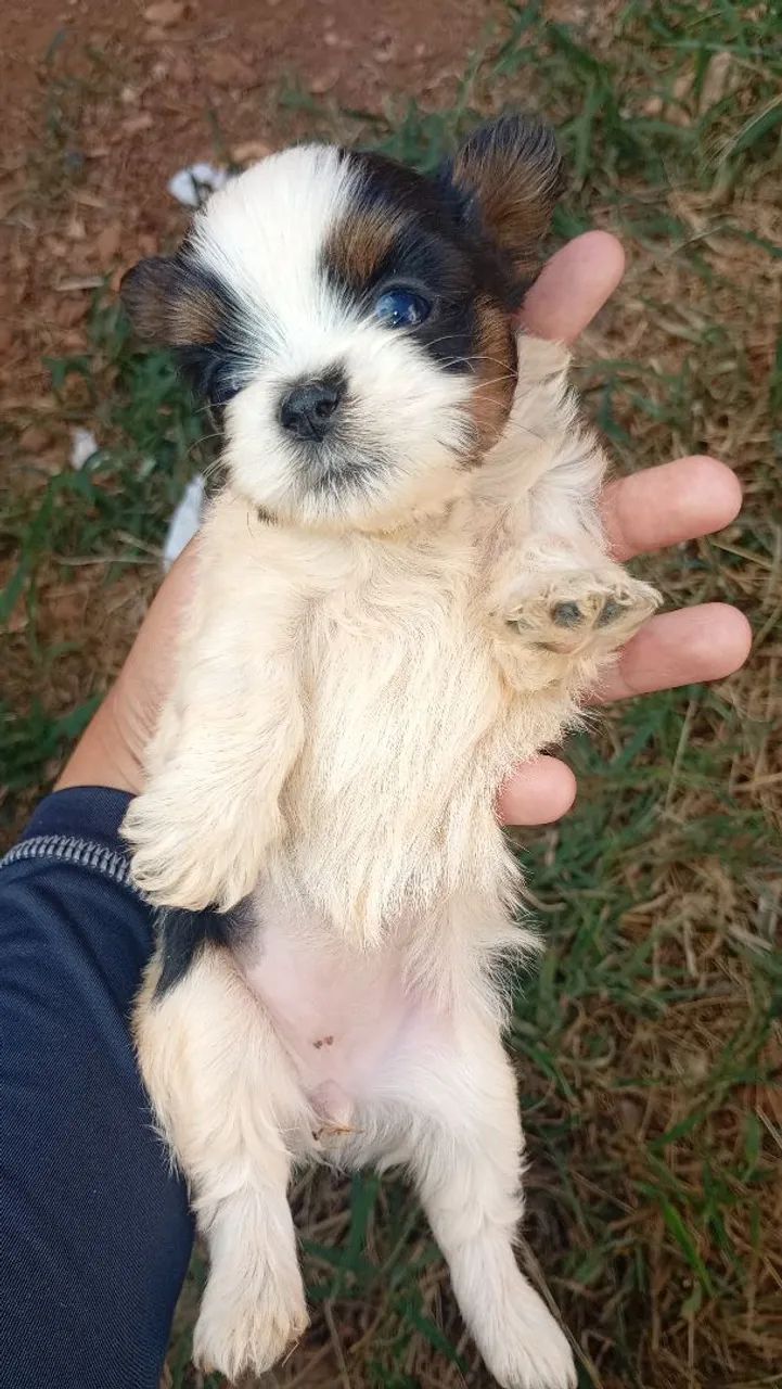 Cachorro  - Foto 5
