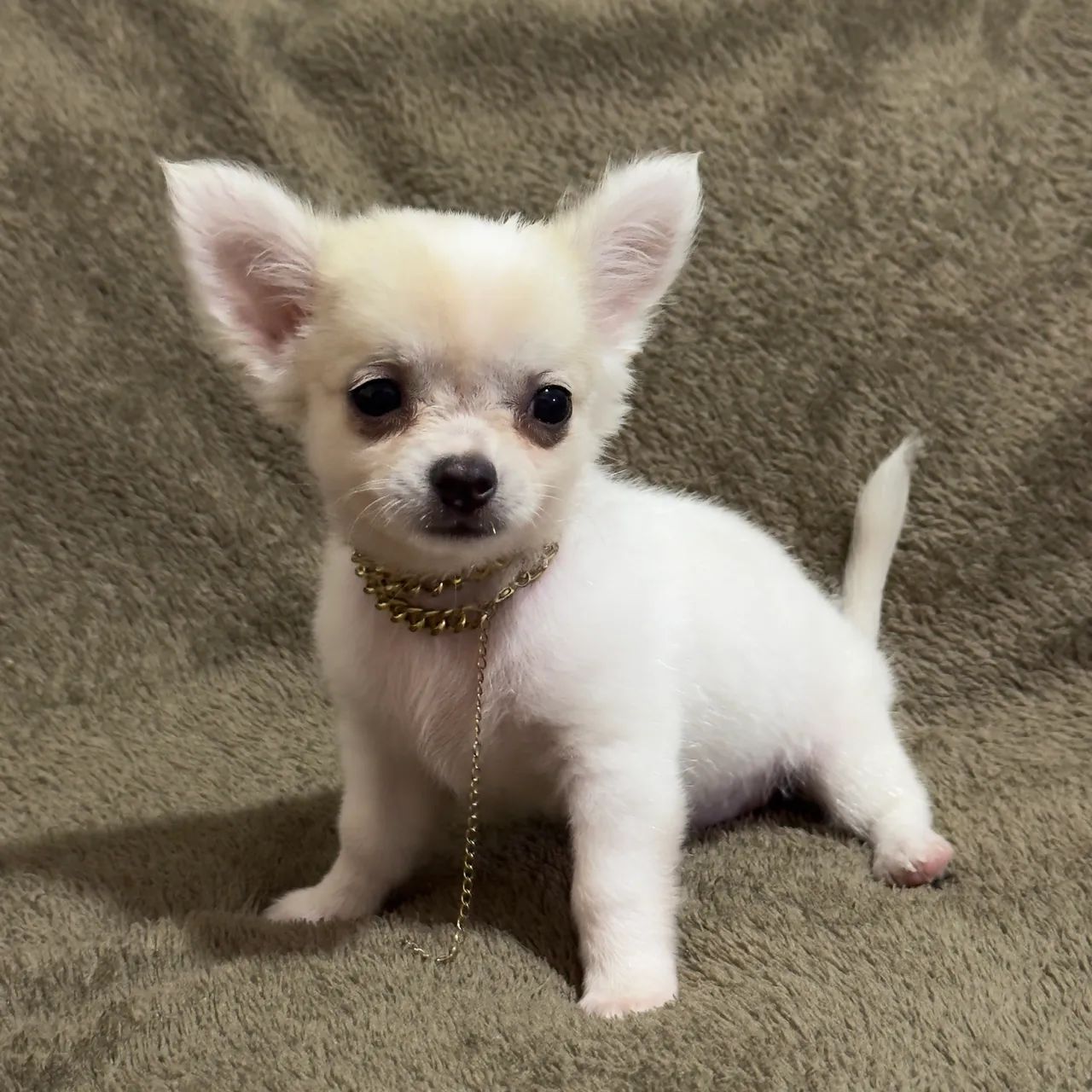 Filhote de chihuahua macho pelo longo contato; * - Foto 5