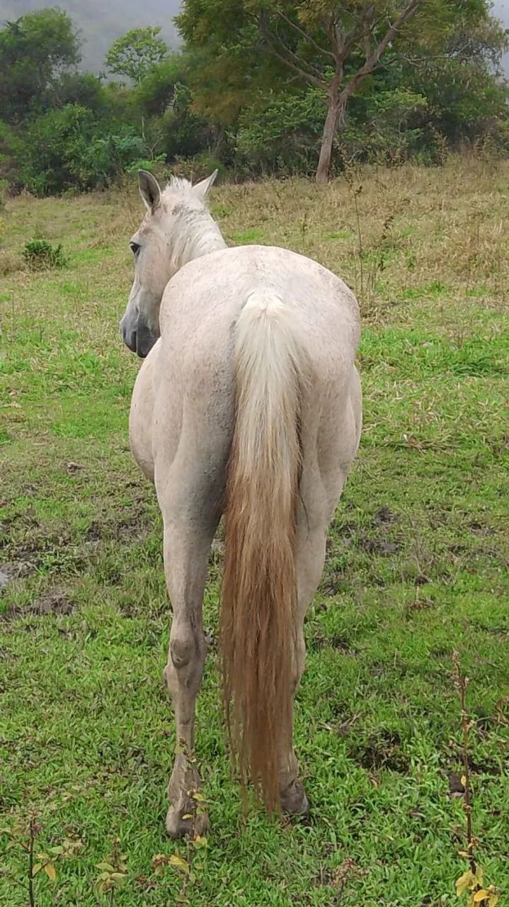 Cavalo de serviço  - Foto 3