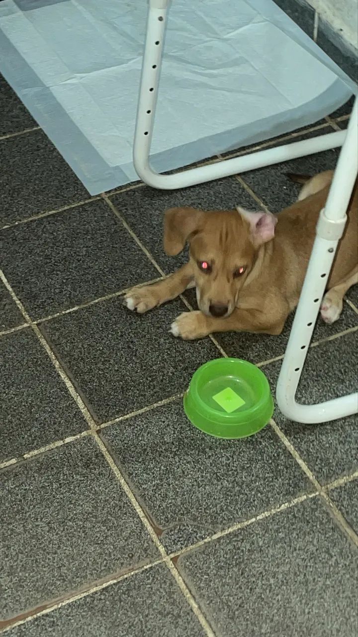 Cachorro  - Foto 4