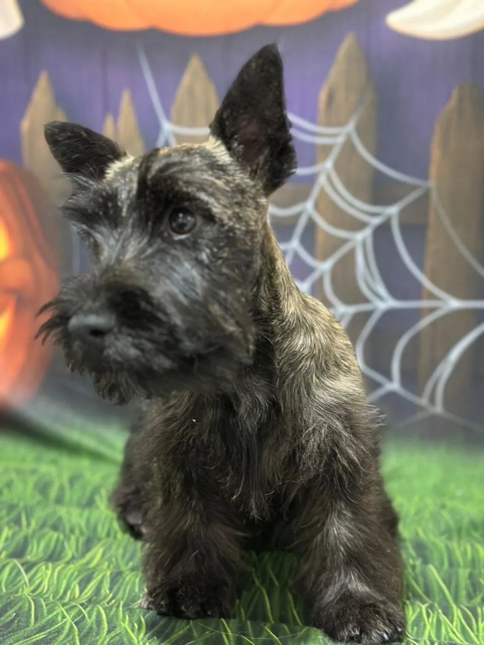 Scottish terrier  - Foto 2