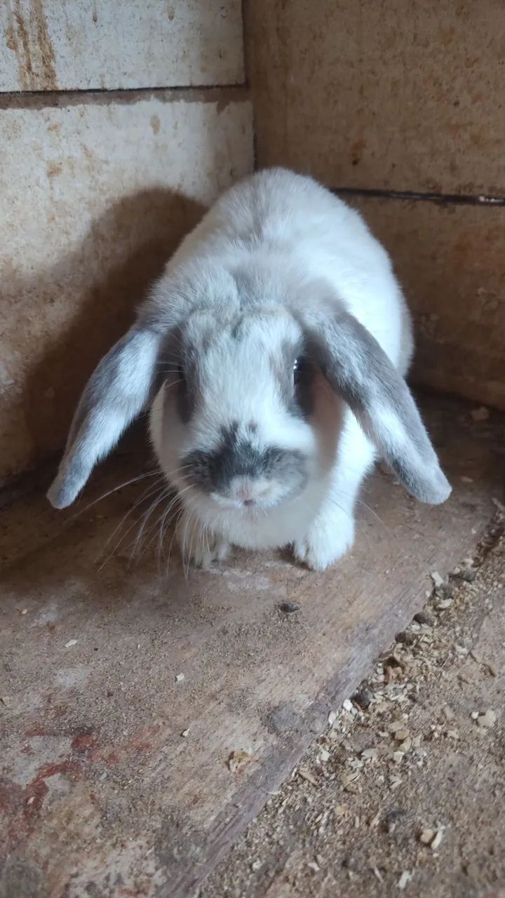 Doa se fêmea de Mini Lop