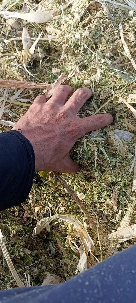 Silagem de milho com 100% do milho - Foto 3