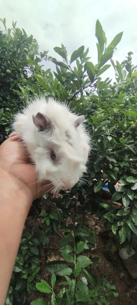 Porquinho da índia  - Foto 4