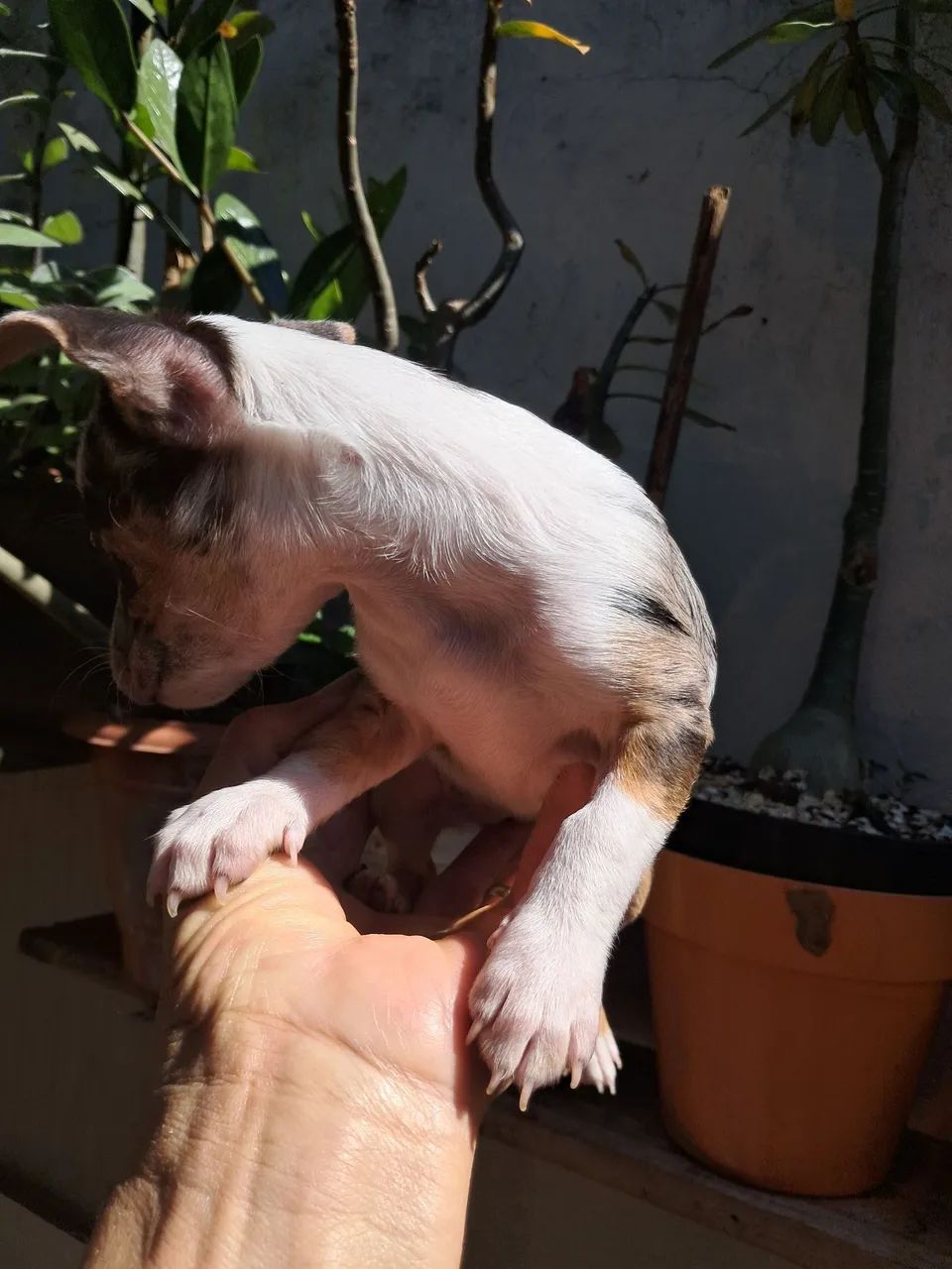 Cachorros  - Foto 4