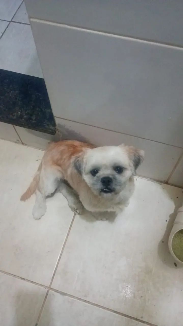 Cachorro ?  - Foto 4