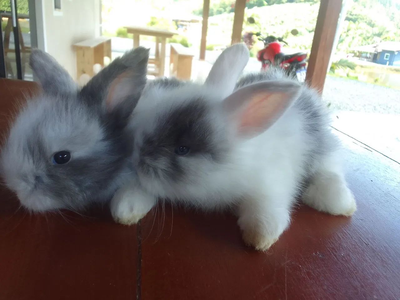 Mini coelho  - Foto 3