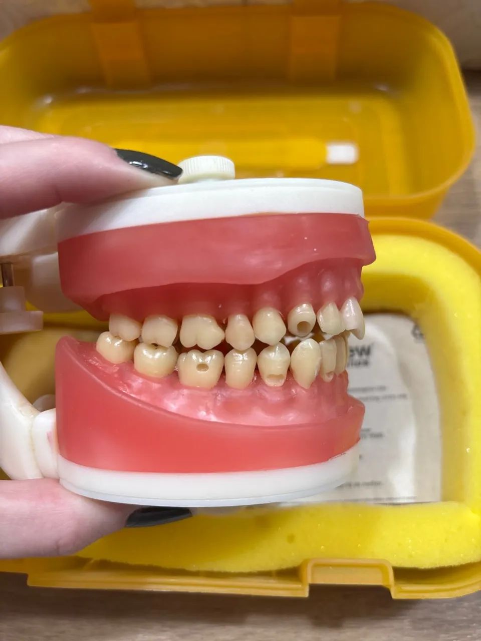 Manequim PRONEW dentistica  - Foto 2