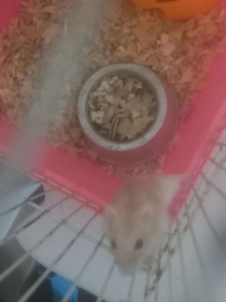 Vendo hamsters ?