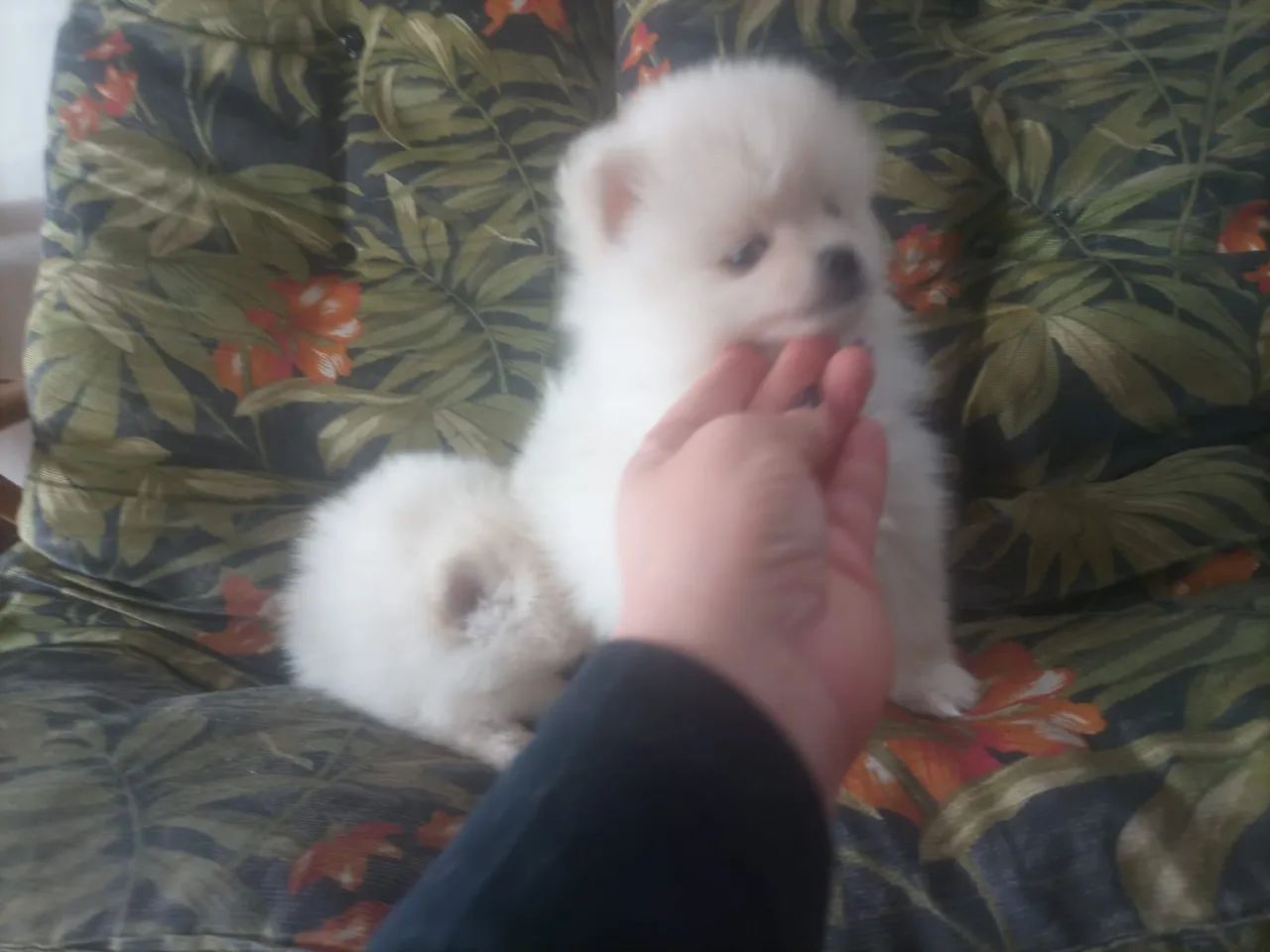 Spitz Alemão Micro Branco Neve  - Foto 4