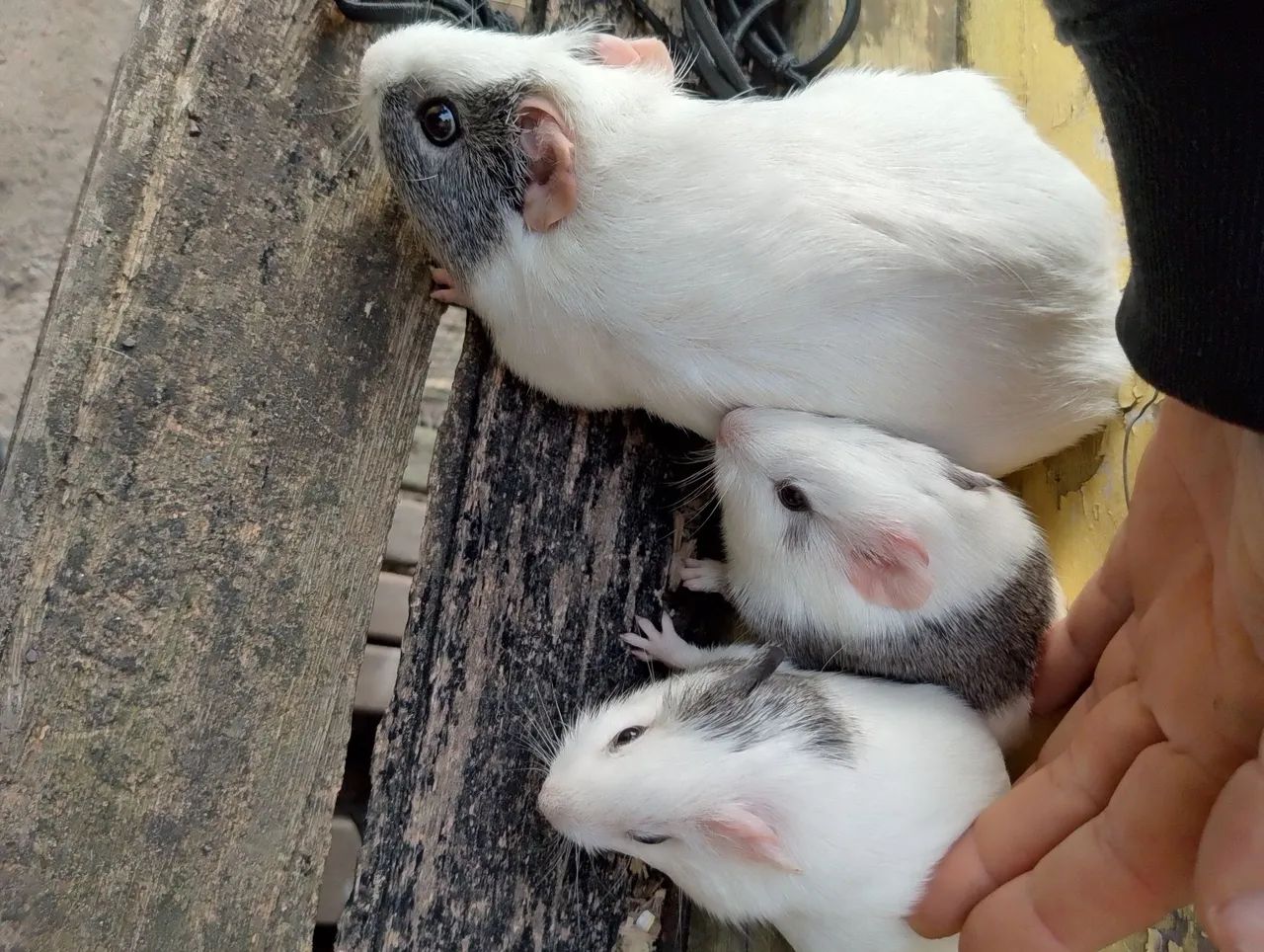 Animais  - Foto 2