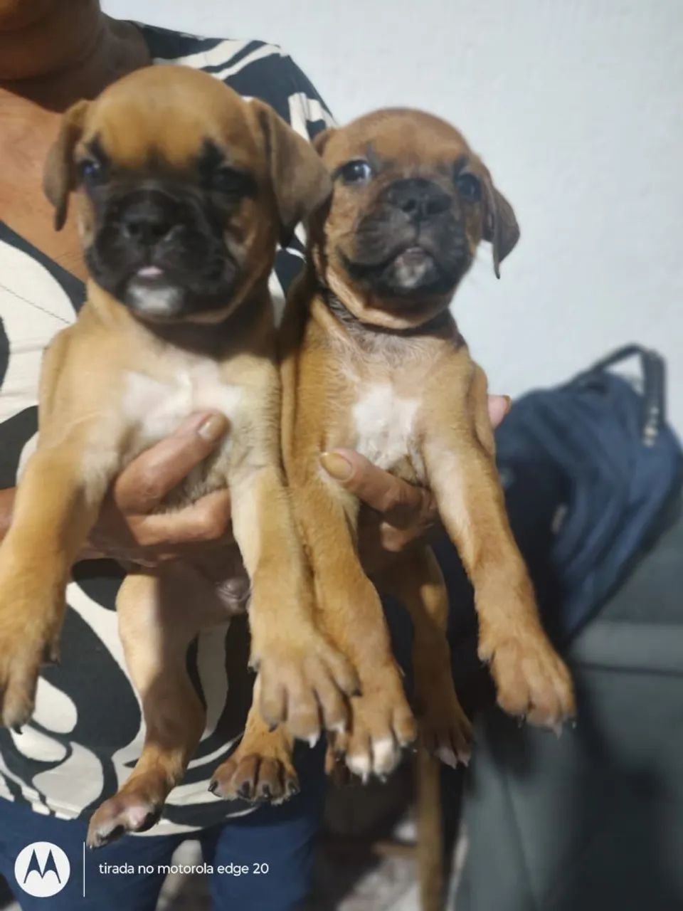 Boxer filhotes  - Foto 2