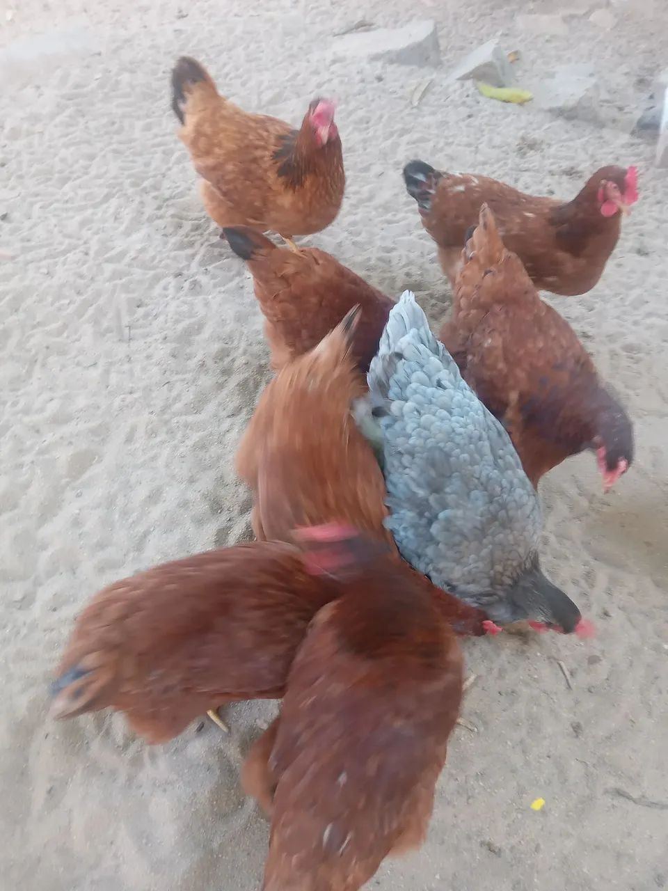 Ovos Caipira  - Foto 2