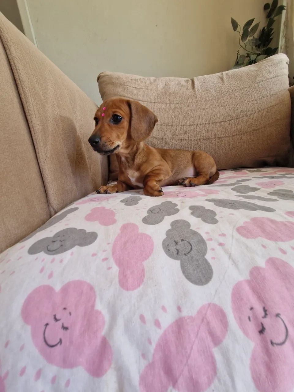 Dachshund fêmea mini - Foto 3