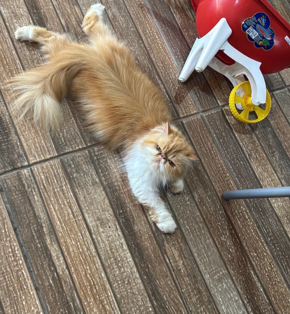 Gata persa pura 