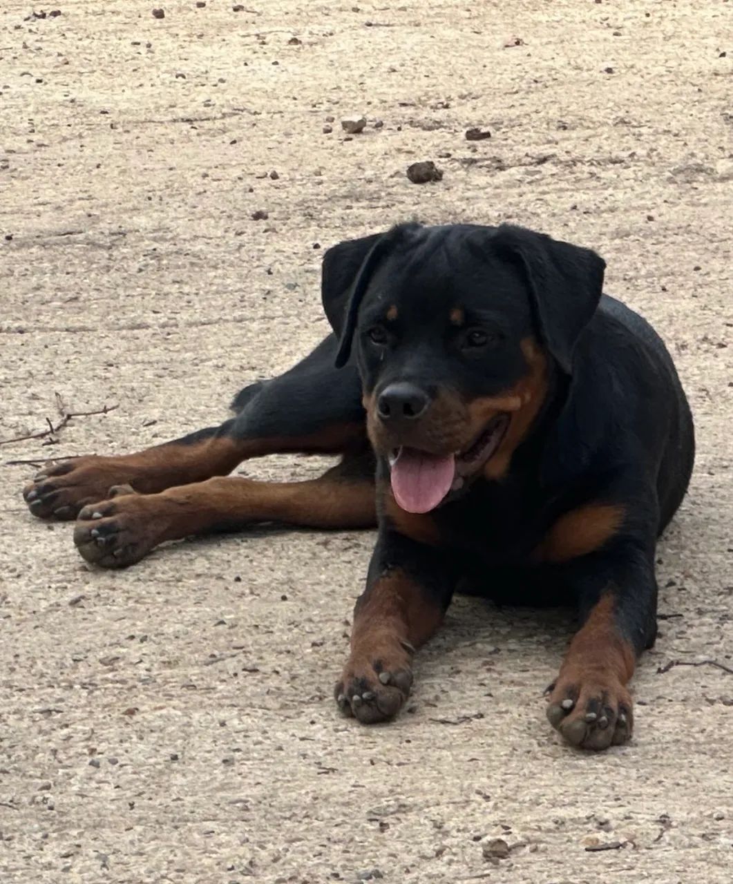 ROTTWEILER  - Foto 2
