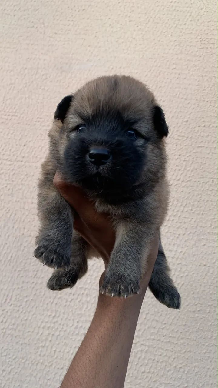 Chow chow - Foto 2