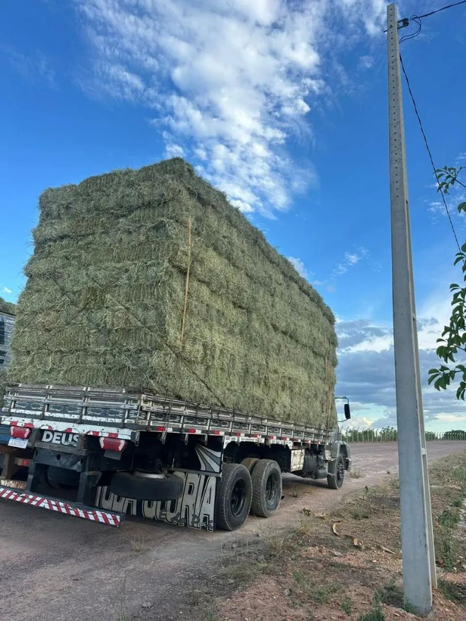 VD FENO DE TIFITON O MELHOR DA REGIÃO  - Foto 3