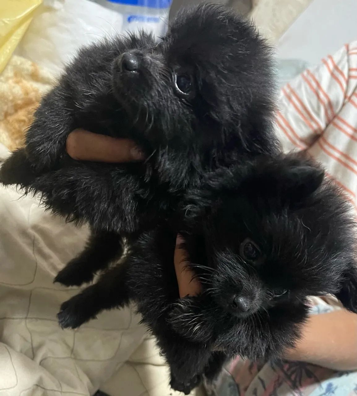 Lulu da pomerânea  - Foto 5