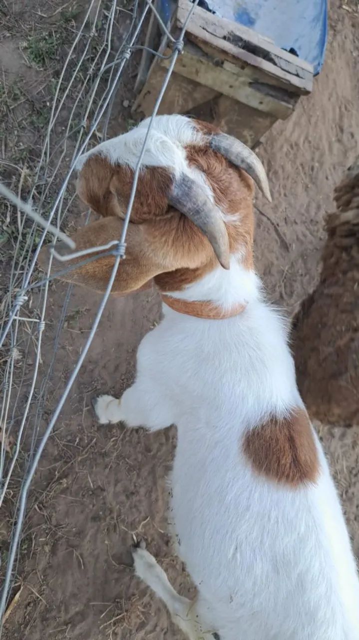 Mini bode Boer - Foto 2